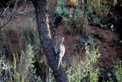 road runner has lunch in Palo Duro Canyon