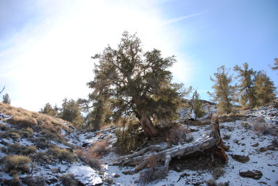 my desktop pic -CA-bristlecone pines