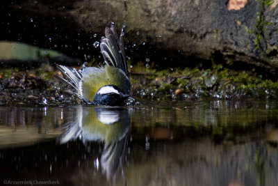 vogels/birds