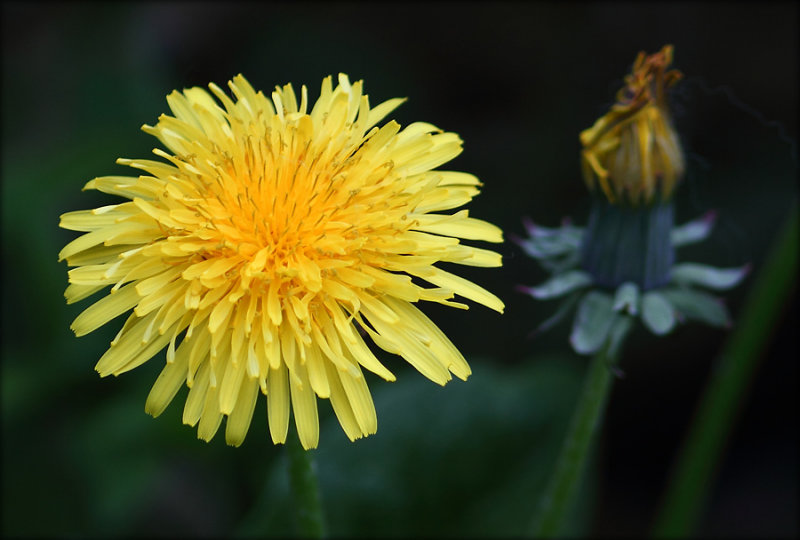 Mlkebtte - Dandelion