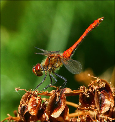 Blodrd Hedelibel - Sympetrum sanguenium