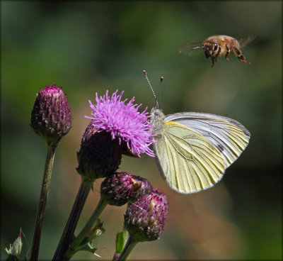 Stor Klsommerfugl - Pieris Brassicae og Honningbi - Apis mellifera