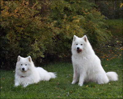 My Samoyeds daily life