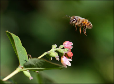 Honningbi - Apis mellifera 