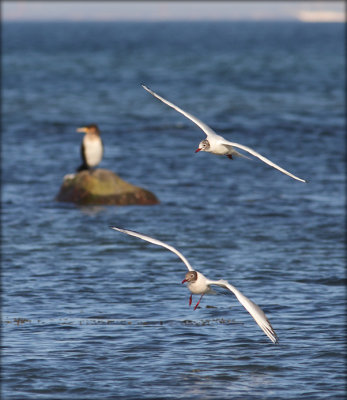 Httemge - Larus ridibundus - Black-headed Gull