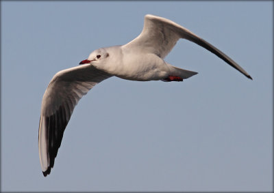 Httemge - Larus ridibundus - Black-headed Gull