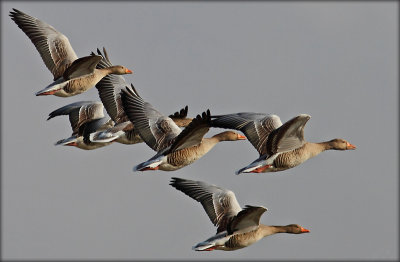 Grågås - Anser anser  Greylag Goose