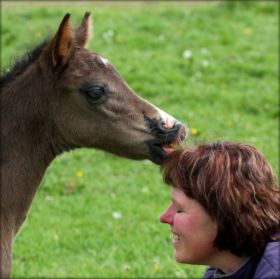                                                             Iris' foal april 2014 