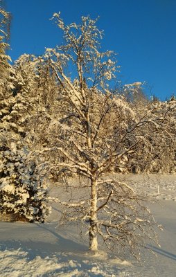 WP_20170105_14_09_26_Pro.jpg
