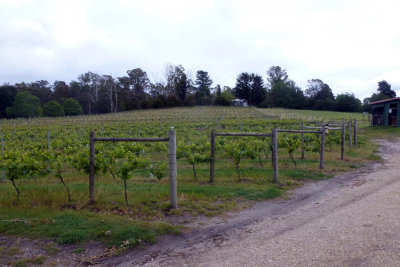 Tasmanian wineries: Velo