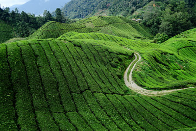 Tea Plantation 0360