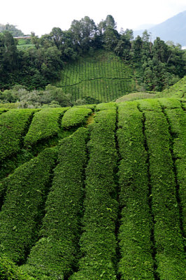Tea Plantation 0364