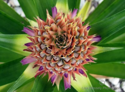 Pineapple - Flower Stage
