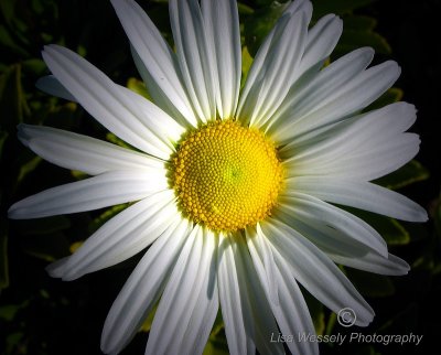 Spotlight Daisy