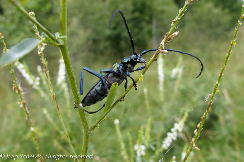 Musk beetle (Aromia moschata)