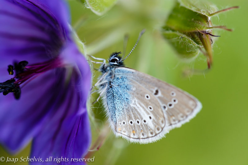 7143 Zwart Blauwtje - Geranium Argus - Aricia eumedon