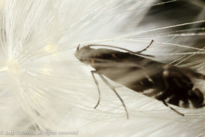 1594 Kleine Parelmot - Cocksfoot Moth - Glyphipterix simpliciella