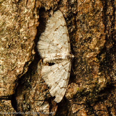 07802 Berkenspikkelspanner - Grey Birch - Aethalura punctulata