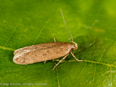 3373 Oranje Mospalpmot - Bryotropha terrella