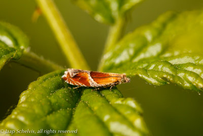 5061 Rossige Haakbladroller - Ancylis obtusana