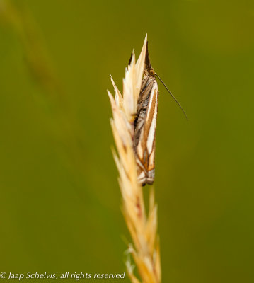 6250 Streepjesgrasmot - Crambus pratella