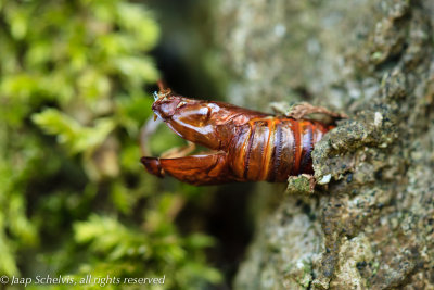 4030 Hoornaarvlinder - Hornet Moth - Sesia apiformis