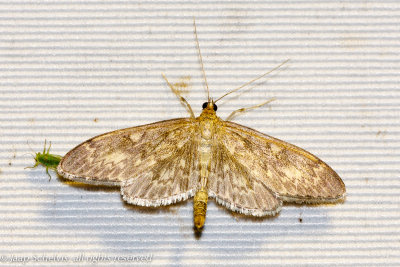 6629 Lichte Coronamot - Anania lancealis