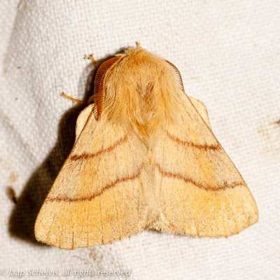 6743 Ringelrups - The Lackey - Malacosoma neustria