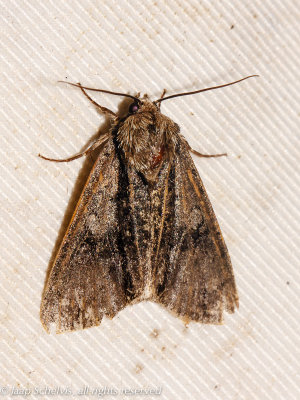 08774 Elzenuil - Alder Moth - Acronicta alni