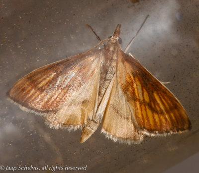 6621 Moerasduiveltje - Nascia cilialis