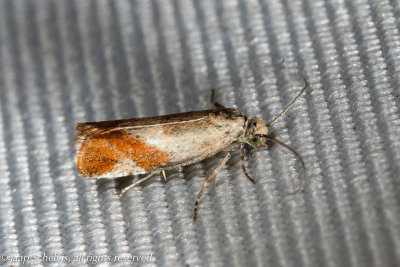 4850 Fraaie Oogbladroller - Willow Tortrix - Epinotia cruciana