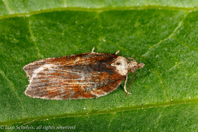 4394 Kameleonbladroller - Acleris hastiana