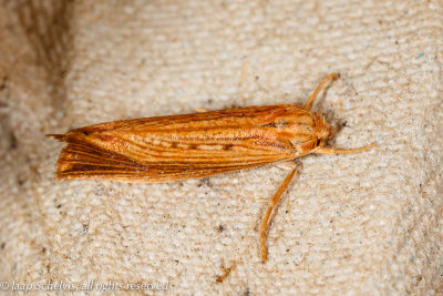 1576 Rietstreepmot - Reed Smudge - Orthotelia sparganella