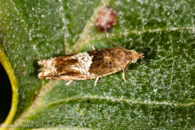 4869 V-oogbladroller - Nut Bud Moth - Epinotia tenerana