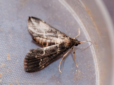 6686 Duponcheliamot - European pepper moth - Duponchelia fovealis