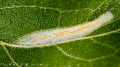 1310 Sleedoornvouwmot - Phyllonorycter spinicolella