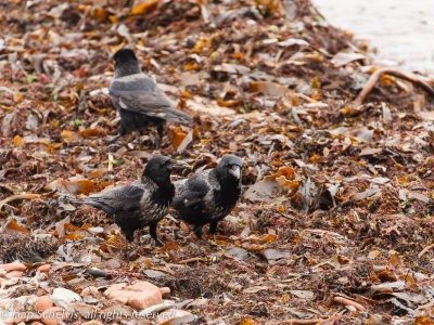 hybrid carrion crow x hooded crow