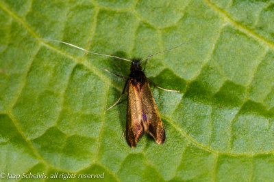 0366 Wilgenlangsprietmot - Adela cuprella