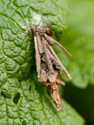 0963 Grote Reuzenzakdrager - Pachythelia villosella