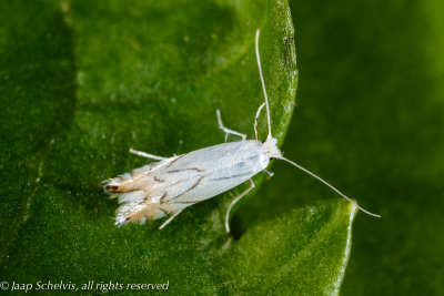 1253 Witte Eikenvouwmot - Phyllonorycter harrisella