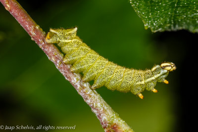 6784 Gevlamde Vlinder - Kentish Glory - Endromis versicolora