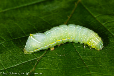 Amphypira pyramidea - 13/05/2014