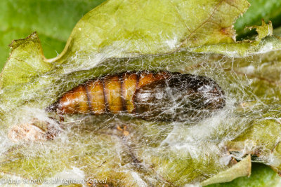 04557 Grote Appelbladroller - Archips podana - 27/5/2014