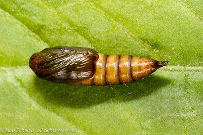 04557 Grote Appelbladroller - 27/5/2014