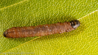 04831 Rode Knopbladroller - Spilonota ocellana - 20/5/2014