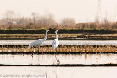 Siberian White Crane - Grus leucogeranus