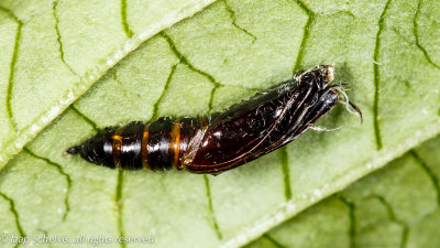 Pleuroptya ruralis - 19/6/2014