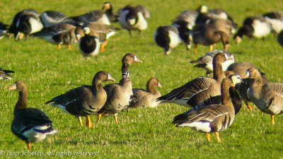 Marked Greater White-fronted Goose