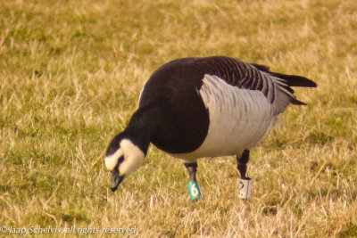 Marked Barnacle Goose