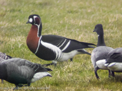 Red-breasted goose (Branta ruficollis)